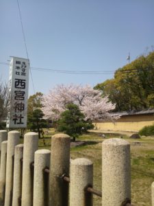 cherry blossoms  in NISHINOMIYA shrine