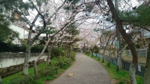 cherry blossoms great spot in KOBE