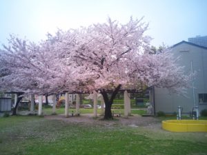Look into cherry blossoms　in KOBE