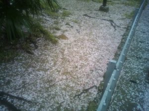 Cherry blossoms fallen 　in KOBE