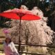 １０００本の枝垂れ桜
