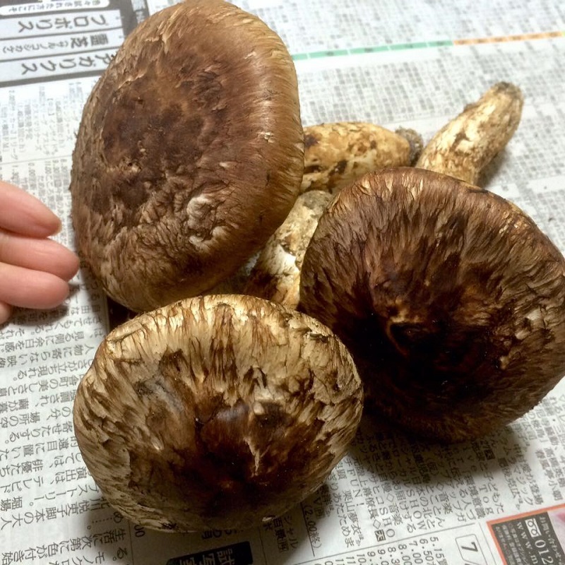 Ｍａｔｓｕｔａｋｅ